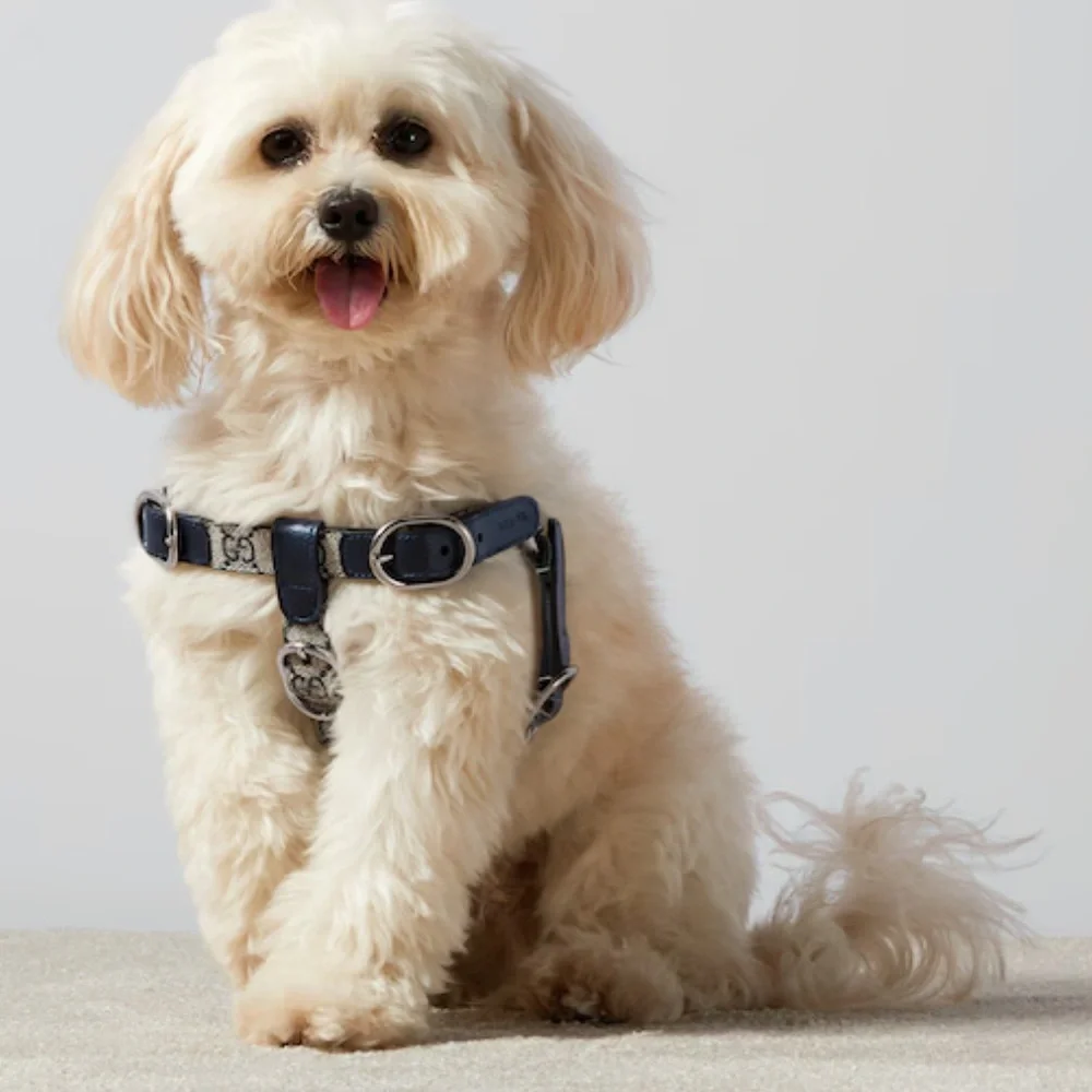 NWB Gucci GG Logo Black Leather Pet - Dog Harness with Gold Buckles Size M